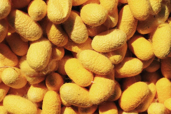 Um monte de bicho-da-seda casulo amarelo — Fotografia de Stock
