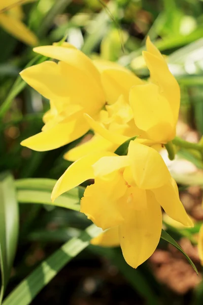 Fleurs jaunes sauvages — Photo