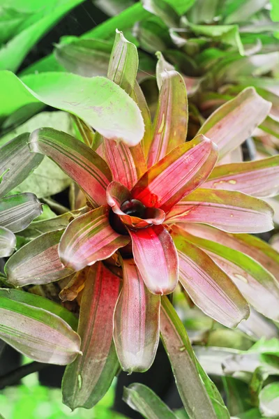 Bromeliad цветы в природе — стоковое фото
