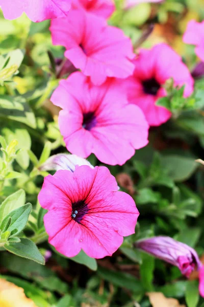 De Petunia's bloemen in de natuur — Stockfoto