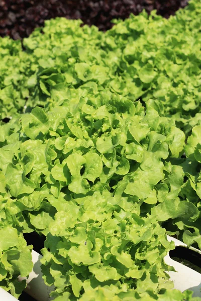 Butter head vegetable in hydroponic farm — Stock Photo, Image