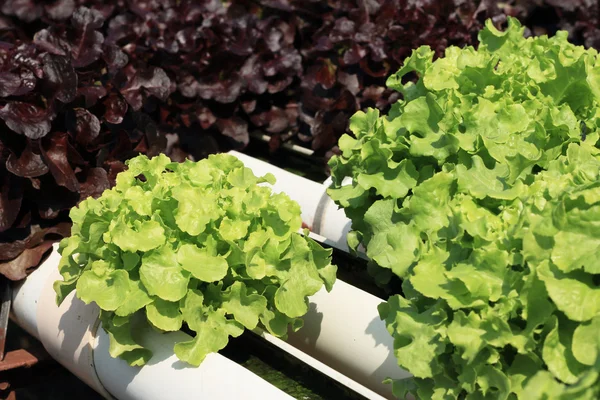 Butter head vegetable in hydroponic farm — Stock Photo, Image