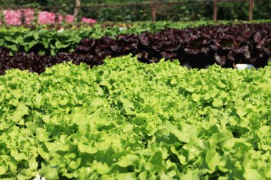 tereyağı baş sebze hydroponic çiftlik