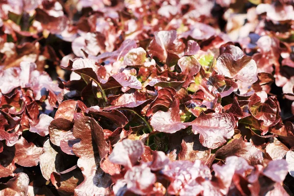 Red coral vegetable in hydroponic farm — Stock Photo, Image