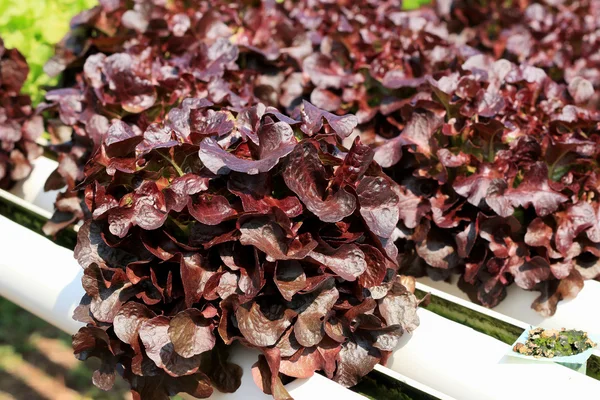 Red coral vegetable in hydroponic farm — Stock Photo, Image