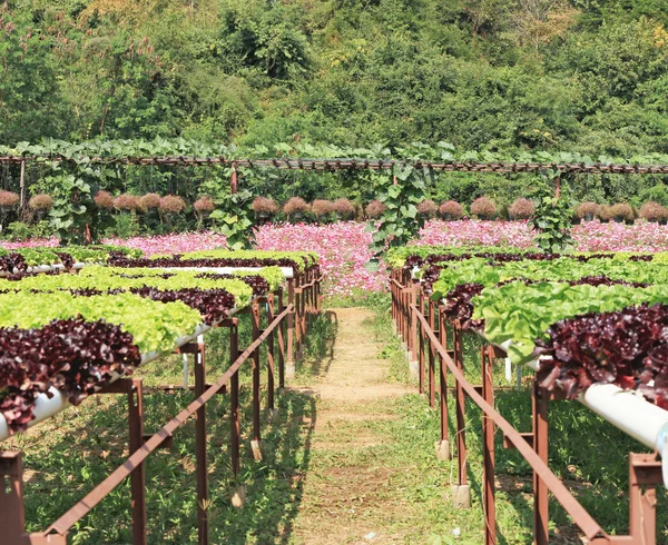 水耕栽培の農場でバター ヘッド野菜 — ストック写真