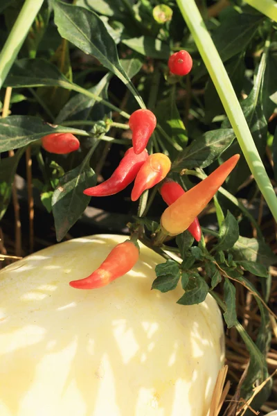 Chile rojo en la planta — Foto de Stock