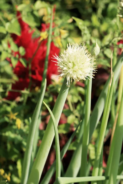 양파 꽃 줄기 — 스톡 사진