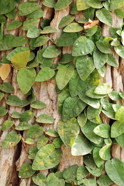 Green leave background — Stock Photo, Image