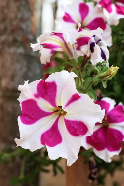 Les pétunias fleurissent dans la nature — Photo