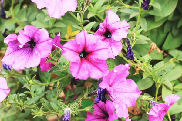 Les pétunias fleurissent dans la nature — Photo