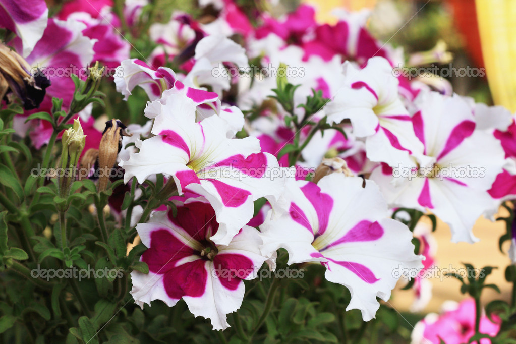 The petunias flowers in nature
