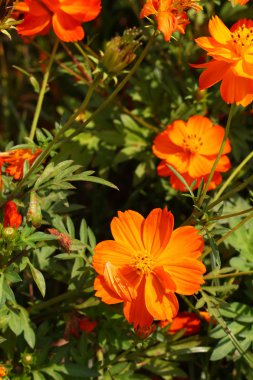 papatya çiçekleri - sarı çiçek