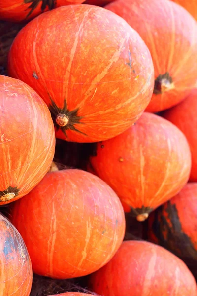 Sklízet čerstvé dýně oranžové na farmě za den halloween — Stock fotografie