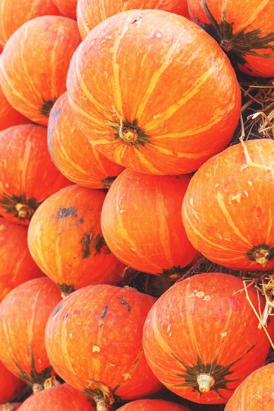 Harvest fresh pumpkin orange in the farm for halloween day — Stock Photo, Image