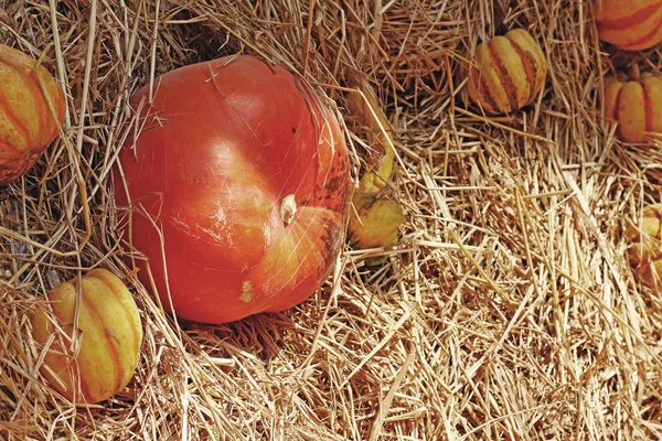 Sklízet čerstvé dýně oranžové na farmě za den halloween — Stock fotografie