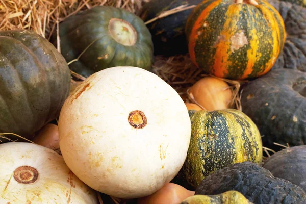 Cosechar naranja calabaza fresca en la granja para el día de Halloween — Foto de Stock