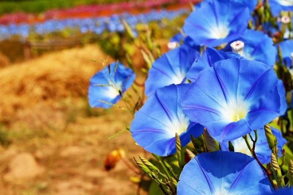 Δόξα μπλε λουλούδια στον κήπο — Φωτογραφία Αρχείου