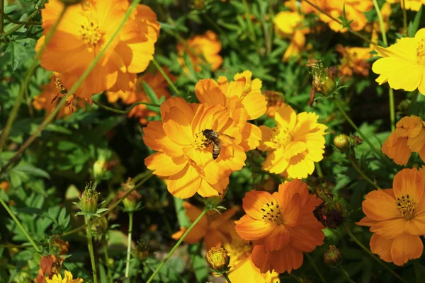 Százszorszép virág - sárga virágok — Stock Fotó