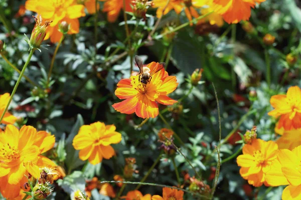 Daisy blommor - gula blommor — Stockfoto