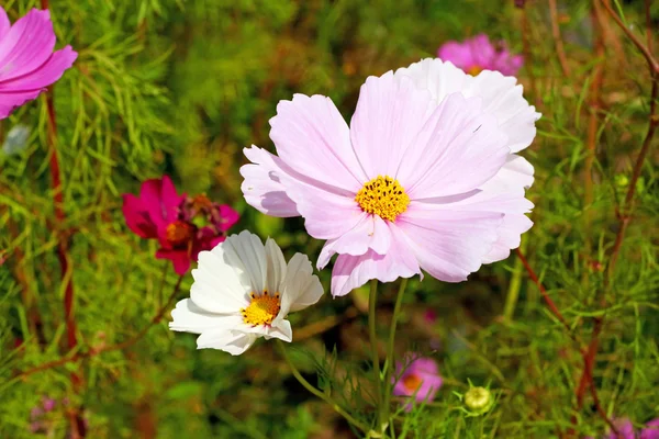 Pink cosmos flower in the garden — Stock Photo, Image