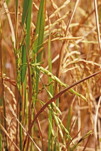 Guld risfält — Stockfoto
