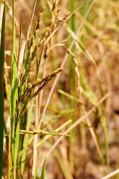 Золотое рисовое поле — стоковое фото