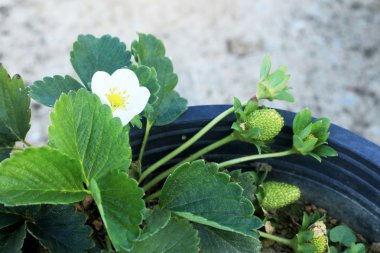 bahçede çilek taze çiçek.