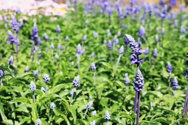 Field of purple salvia flowers — Stock Photo, Image
