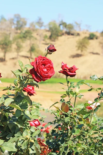 Rose rouge dans le jardin — Photo