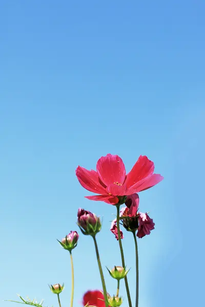 Cosmos κόκκινο λουλούδι στον κήπο — Φωτογραφία Αρχείου