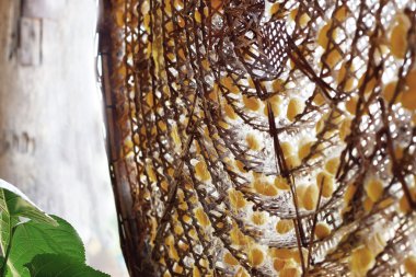 bir sürü sarı koza ipekböceği