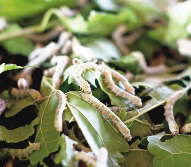 Taze dut yaprakları yiyen ipek böcekleri.