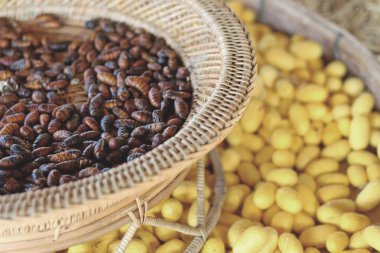 Krizalit ipek böceği, ipek böceği kozası