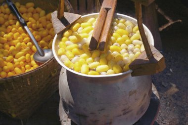 Koza ipekböceği yapımı