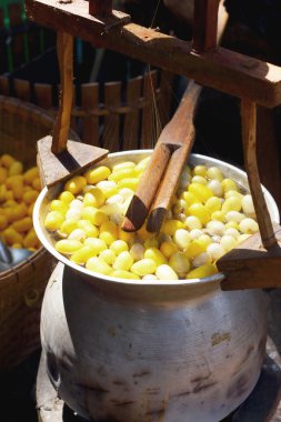 Koza ipekböceği yapımı