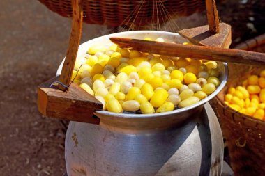 Koza ipekböceği yapımı