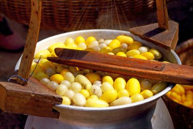 Koza ipekböceği yapımı