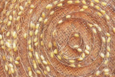 bir sürü sarı koza ipekböceği