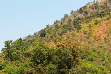 dağda ağaç bahar