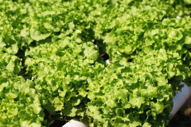 tereyağı baş sebze hydroponic çiftlik