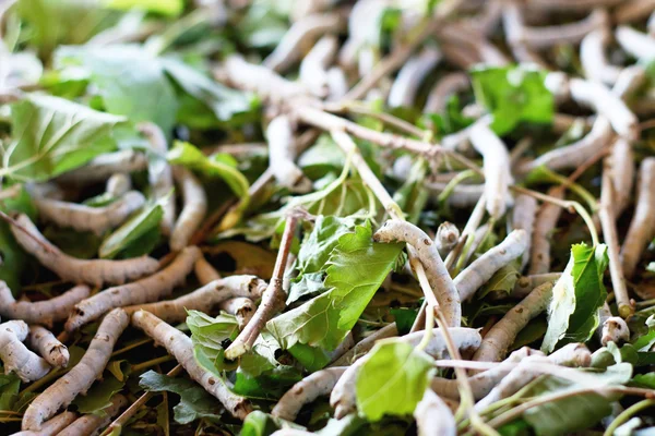 Seidenraupen fressen frische Maulbeerblätter — Stockfoto