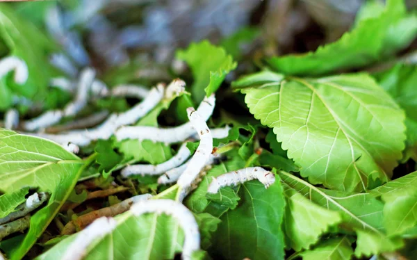 Zijderupsen die verse moerbeibladeren eten — Stockfoto