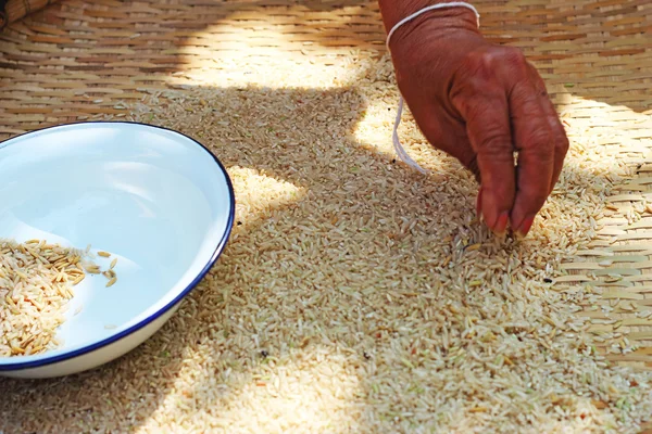 Крупный план бурого риса — стоковое фото