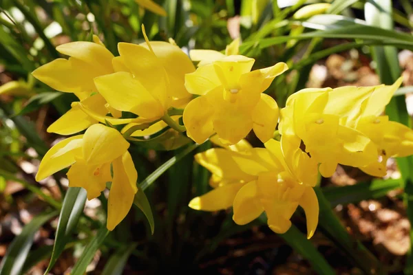 Fleurs jaunes sauvages — Photo