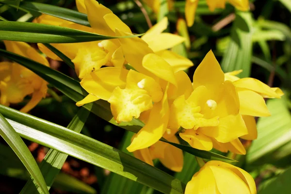 Fleurs jaunes sauvages — Photo