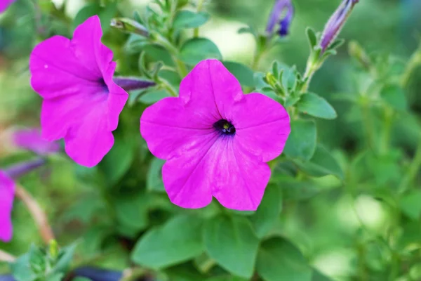The petunias flowers in nature — Stock Photo, Image