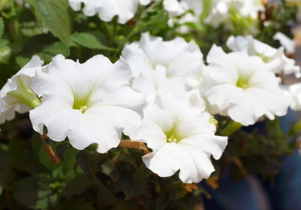 Petunior blommor i naturen — Stockfoto