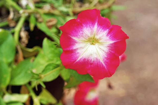 Las petunias florecen en la naturaleza —  Fotos de Stock