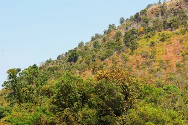 Spring tree on the mountain — Stok Foto